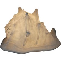 Shell Outdoor Lamp
